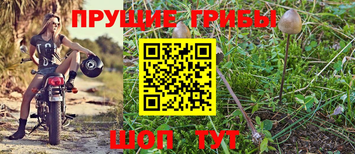 Курган  Галлюциногенные грибы мухоморы  Вход с VPN  что такое наркотик  Псилоцибиновые грибы GOLDEN TEACHER 